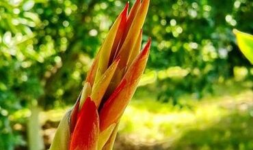 Olympos Tatilya Pansiyon